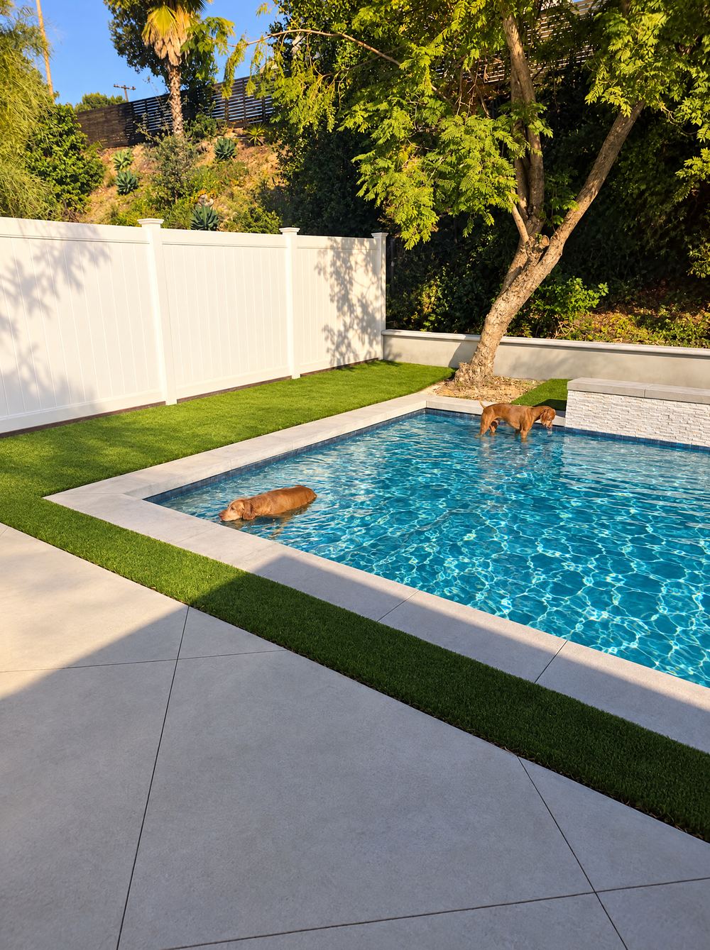 Two Vizslas wading on the pool's shallow splash ledge